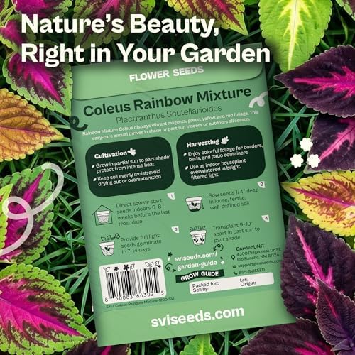 SVI 1200 Rainbow Coleus Seeds (Plectranthus Scutellarioides) - Painted Nettle Garden Seed Packets, Colorful Foliage Mix, Shade Tolerant - Annual Flower Seeds for Indoor & Outdoor Garden and Borders - Image 2