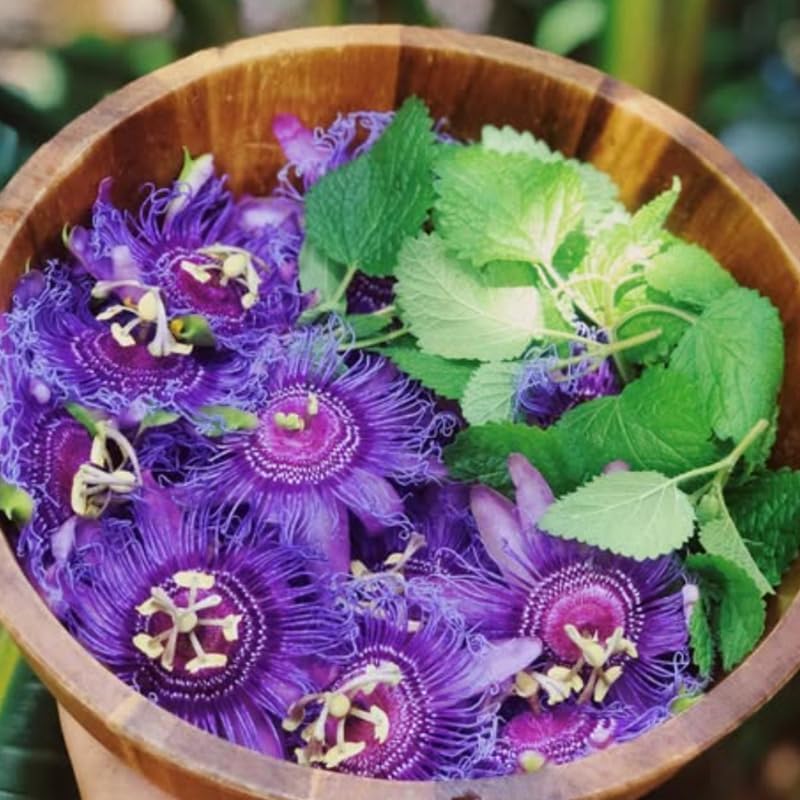 2 Deep Purple Passion Flower Live Plants, Passiflora Vine to Grow 5-7" Tall - Image 5