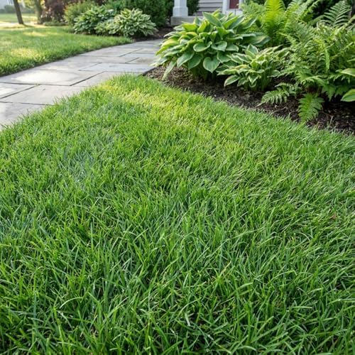 12000 Zoysia Emerald Grass Seeds, Zoysia Grass Seeds - Image 6