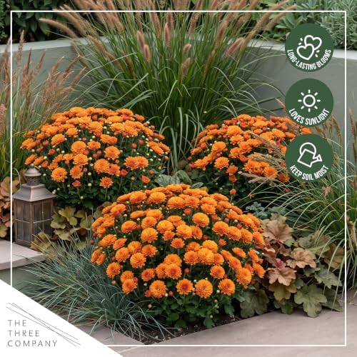 Chrysanthemum (Color Match Deco Pot), Orange Blooms, Live Fall Flowering Perennial, 15" Tall by 12" Wide in 3 Qt Pot - Image 7