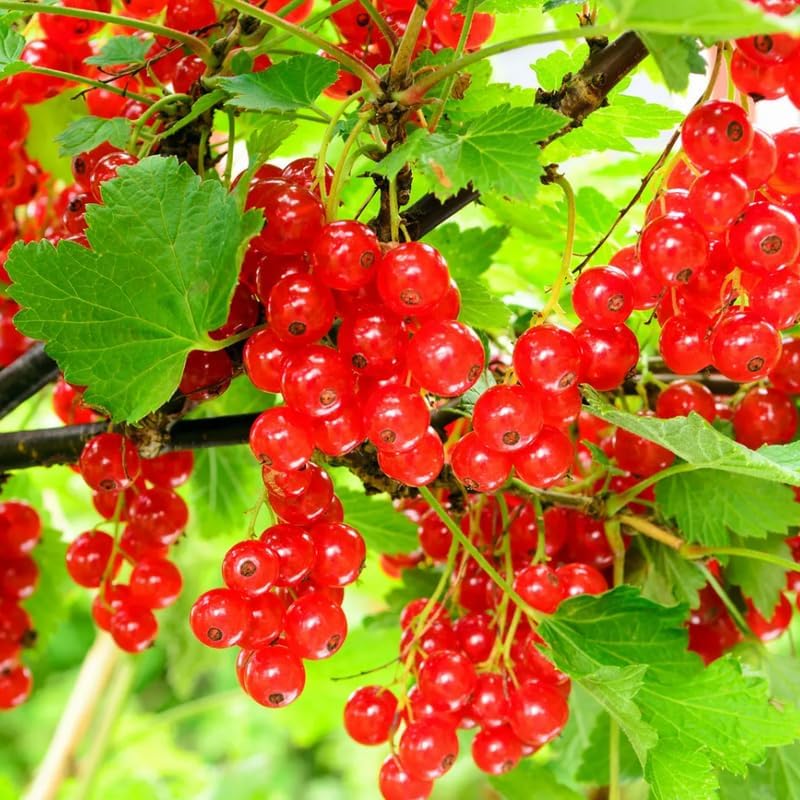 Red Currant Bush Live Plant, Cold Hardy Berry Fruit Tree, 5-9 Inch Tall by HILROQG