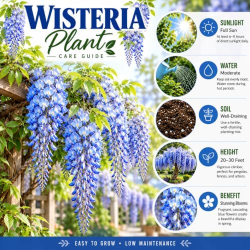 Blue Wisteria Live Plant, Climbing Vine Flower, 6-12 Inch Tall, in Pot - Image 3