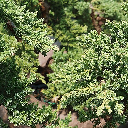 Brussel's Bonsai - Large Juniper Live Bonsai Tree, Potted Outdoor Plant - Image 5