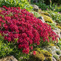 3 Red Creeping Phlox Plants, Perennial Ground Cover 4-6 Inches by GardenNurserySince1996