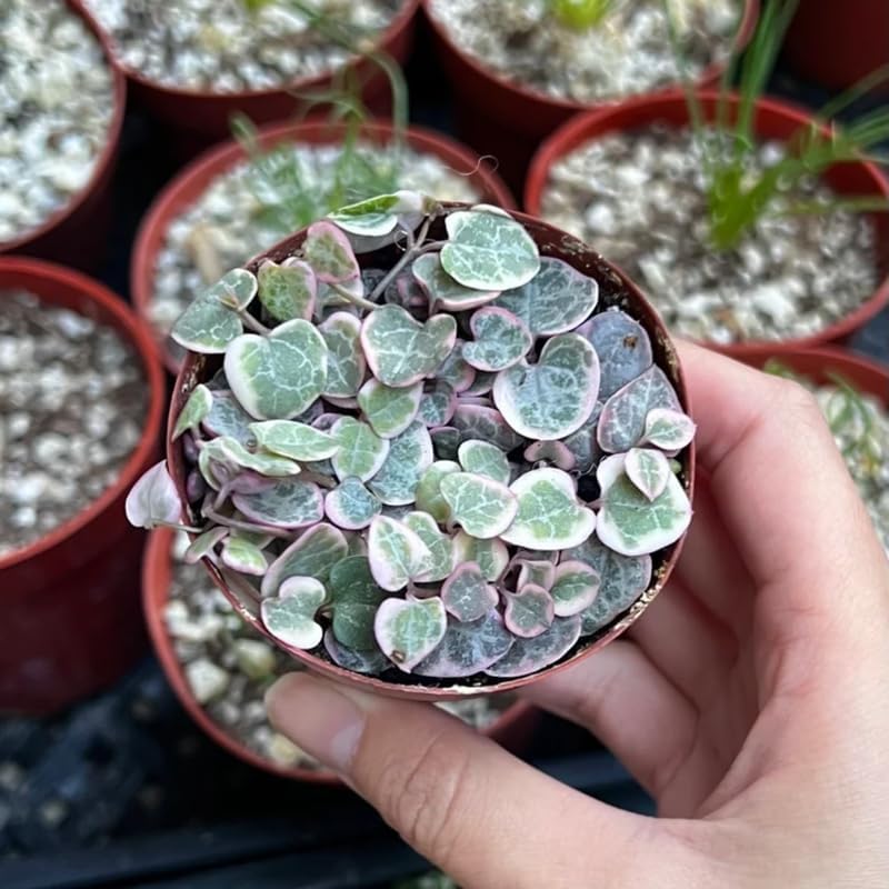 Ceropegia Woodii Variegated String of Hearts Live Plant, Rare Houseplant - Image 7