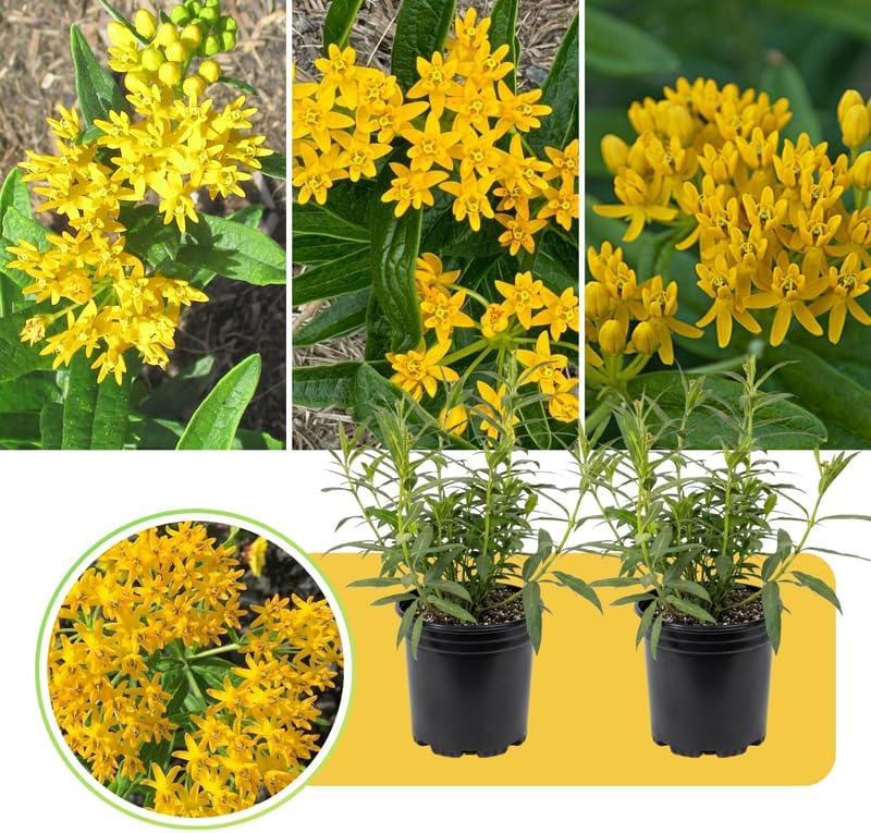 2 Yellow Milkweed Live Plants, Asclepias Tuberosa Perennial, 4-8 Inch Tall - Image 7