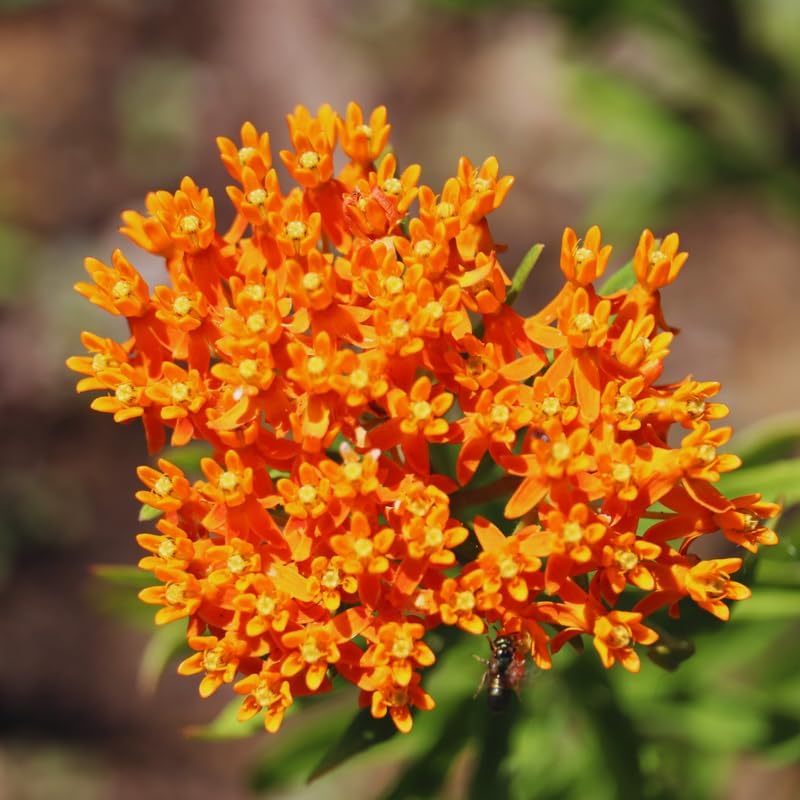 3 Orange Milkweed Live Plants, Asclepias Tuberosa Perennial - Image 2