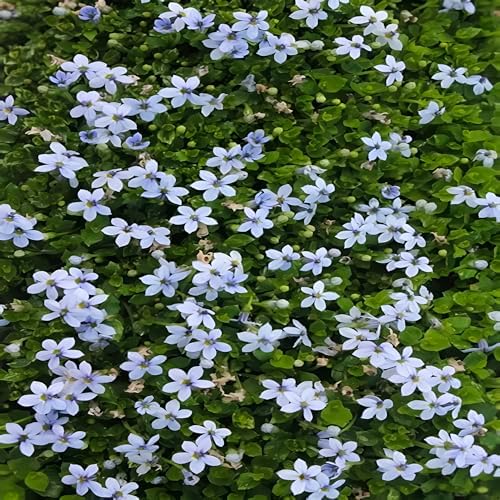 Laurentia Fluviatilis ‘Blue Star Creeper’ – Low-Growing Ground Cover with Soft Blue Flowers, Carpet-Forming Perennial for Pathways & Garden Beds (4.5" Pots/Flats of 10 / Flats of 10) - Image 2