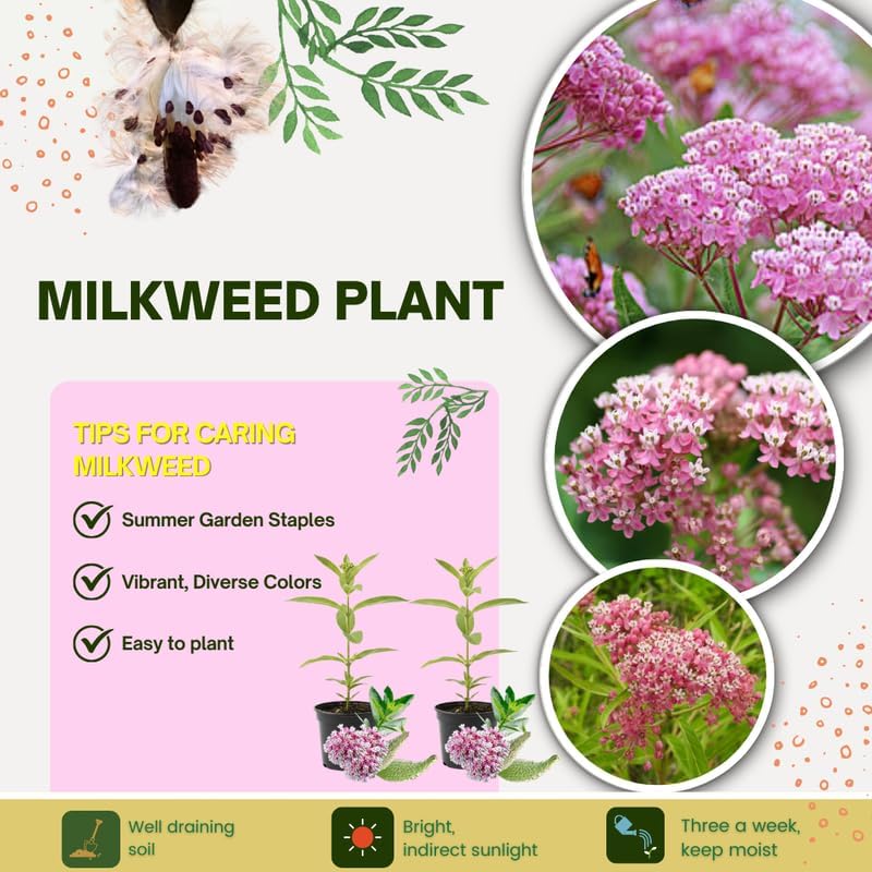 2 Pink Milkweed Live Plants, Flower Plant, 4-7 Inch Tall - Image 3