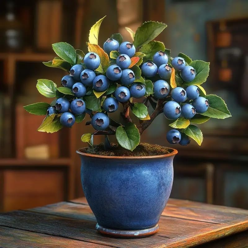 1 Blueberry Bonsai Tree Seedling – 1 Year Old Live Plant, Well Rooted Fruit Bearing Shrub for Container Growing, Edible Bonsai Starter for Patio, Indoor or Outdoor Gardening by CZGrain