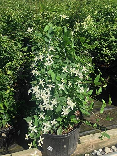 Clematis paniculata (Sweet Autumn Clematis) Perennial, white flowers, 8`` - Size Container - Image 2