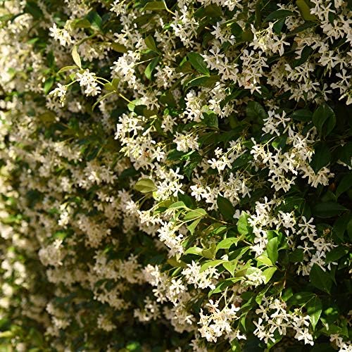 Perfect Plants Confederate Jasmine Live Plant, 1 Gallon, Star Vine - Image 3