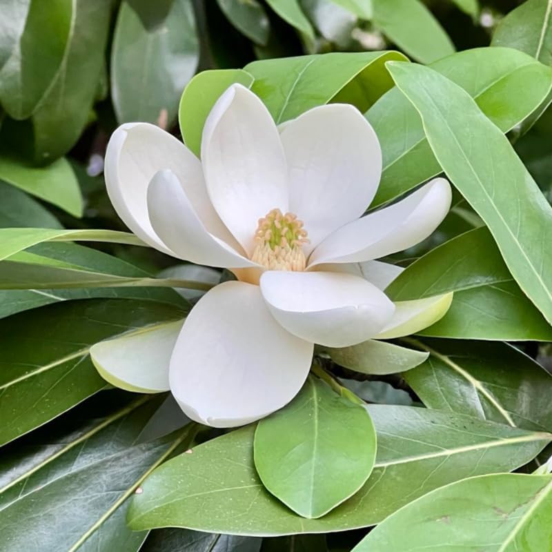 Sweetbay Magnolia Flower Tree, Hardy Ornamental Flowering Plant, Gallon Pot - Image 5