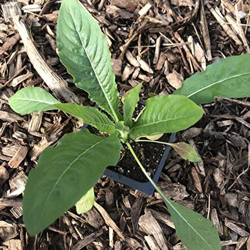 Evening Primrose Plant (Oenothera biennis) in 2.5-inch Pot - Sun Cups Sun Drops - Herb Plant - Native - Pollinator Plant - Image 2
