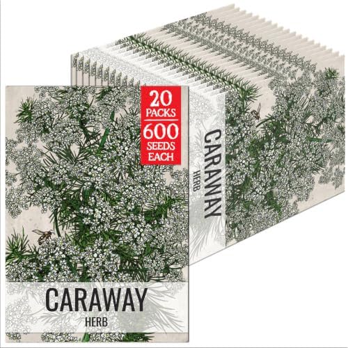 Seed Needs Caraway Seeds to Plant an Herb Garden - 20 Packs by SeedNeeds