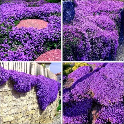20000pcs Purple Creeping Thyme Seed for Planting Flowers Seeds Perennial Ground Cover Plants, Lawn Alternative, Fragrant, Drought-Tolerant - Image 2