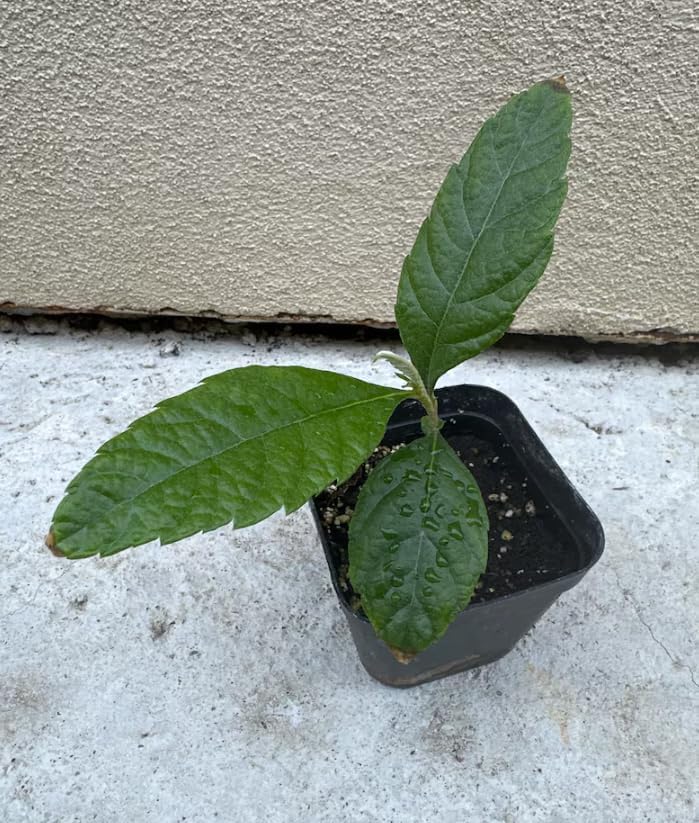 Yellow Loquat Plant Live for Planting, Golden Loquat Fruit Tree for Outdoor and Home Garden, 4-6 Inch Tall in 4 Inch Pot - Image 3