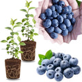 2 Highbush Blueberry Live Plants, Container Berry Plant, 4-7 Inch Tall by GardenNurserySince1996