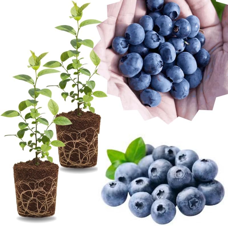 2 Highbush Blueberry Live Plants, Container Berry Plant, 4-7 Inch Tall by GardenNurserySince1996
