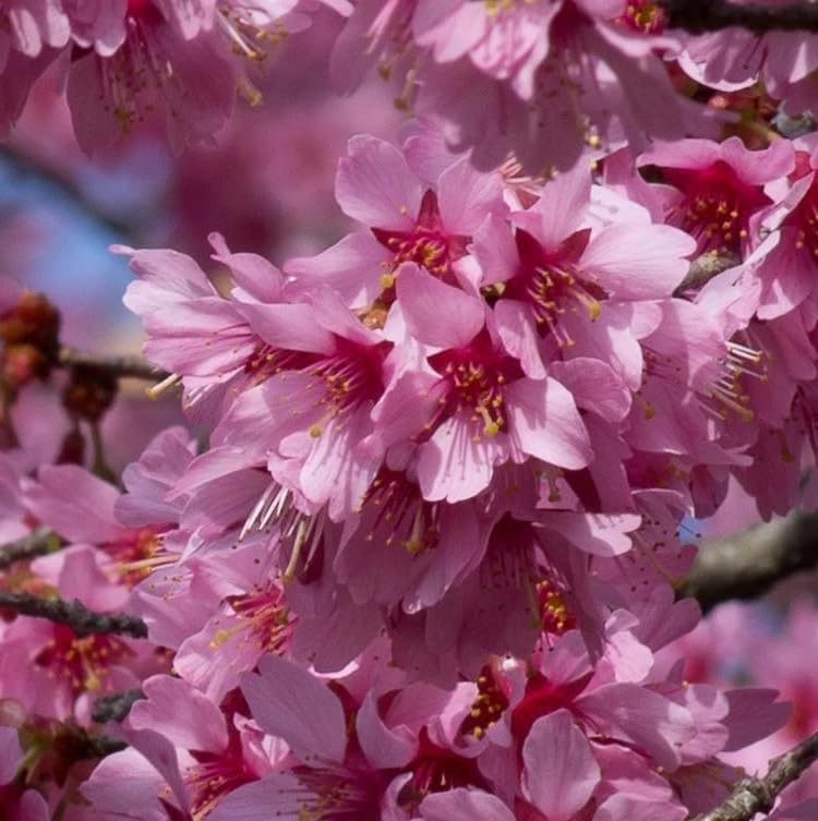 Pack of 2 Okame Flowering Cherry Trees Live Plant Rosy Pink Cherry Blossom Tree, Ornamental Tree, 6-12" Tall in Small Pot - Image 4