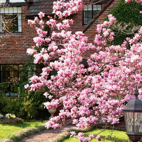 Saucer Magnolia Tree Live Plant, Cold Hardy Flower Tree, 6-12 Inch Tall - Image 3