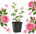 Pink Climbing Roses Live Plant 4-6" Tall in Medium Pot, Heirloom Climbing Rose Bush, Fragrant High-Yielding Perennial Flowering Vine for Trellis & Fence by GINGERGLOW