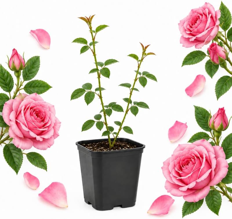 Pink Climbing Roses Live Plant 4-6" Tall in Medium Pot, Heirloom Climbing Rose Bush, Fragrant High-Yielding Perennial Flowering Vine for Trellis & Fence by GINGERGLOW