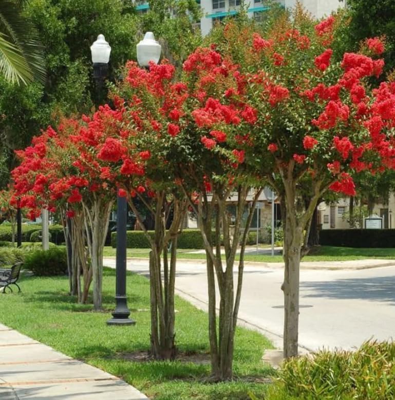 Red Crape Myrtle Shrub/Tree - 6-12" Tall Live Plant - Quart Pot - Image 4