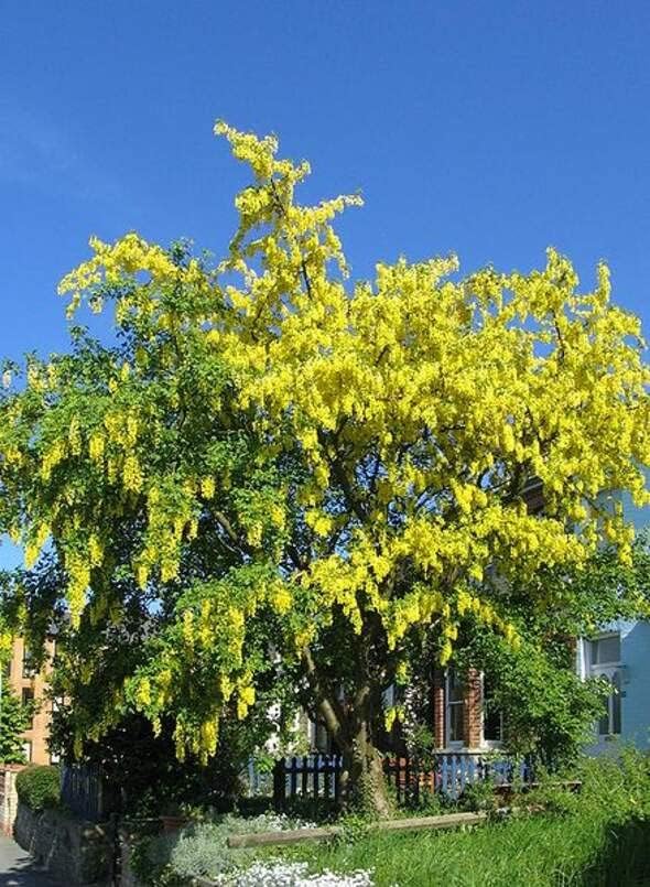 Golden Chain Tree Seeds for Planting (8 Seeds) - Great for Bonsai - Image 2