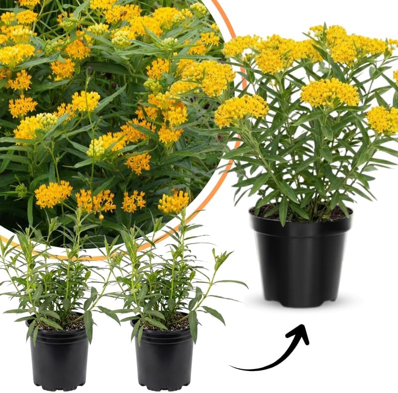 2 Yellow Milkweed Live Plants, Asclepias Tuberosa Perennial, 4-8 Inch Tall - Image 5