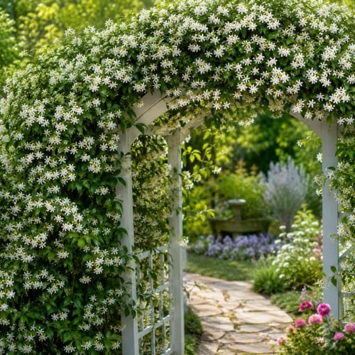 Confederate Jasmine Plant Live | 4-8 Inch Tall | Fragrant White-Blooming Vine | Easy to Grow Live Jasmine Plant for Indoor & Outdoor Spaces - Image 6