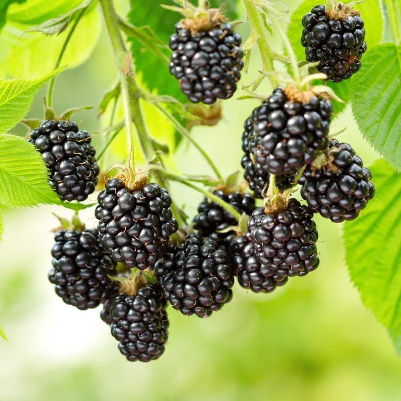 2 Ouachita BlackBerry Live Plants, Outdoor Berry Plant, 4-8 Inch Tall - Image 3