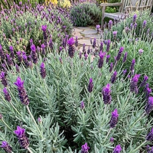 Set 2 Godwins Creek Lavender Live Plants, Fragrant Flowering Herb Plants, 4-7 Inches Tall, Ideal for Garden Borders, Pollinator Gardens - Image 5