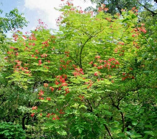 KVITER 10 Red Bird of Paradise seeds (Caesalpinia Pulcherrima) – Pride of Barbados,Dwarf Poinciana,Peacock Flower Seeds for Planting,Mexican Birds of Paradise – Perennial Bush seeds for Outdoor Garden - Image 5