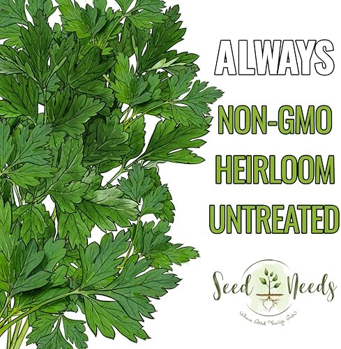 Seed Needs Italian Flat Leaf Parsley Seeds to Plant an Herb Garden - 1 Pack - Image 5