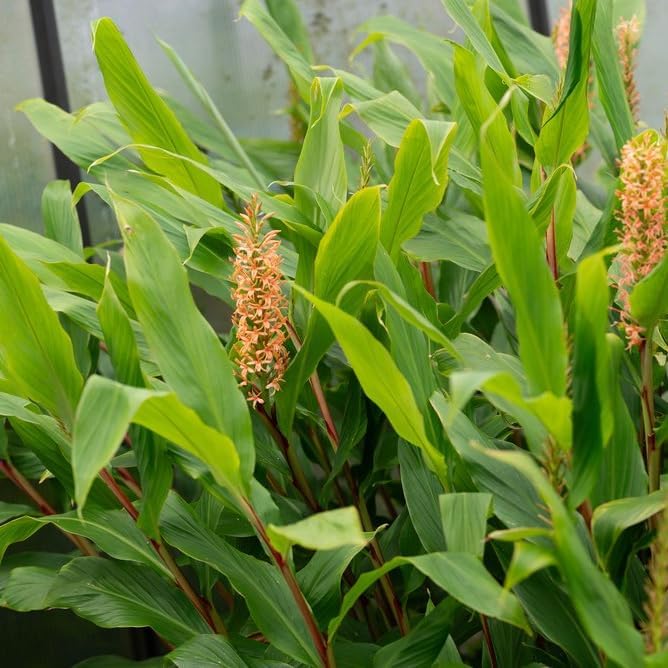 Ginger Root Plant (4 Pack) | Live Edible Plant for Planting | Grow Your Own Fresh Ginger at Home | Spicy & Aromatic Rhizome for Cooking & Tea | Easy to Grow Perennial for Organic Gardens - Image 2