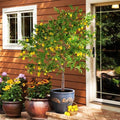 Brighter Blooms Meyer Lemon Tree, 3-4 ft. by BrighterBlooms