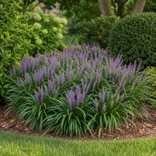 Liriope Big Blue | 10 Large 4 Inch Pots | Liriope muscari | Lavender Blue Flowers | Evergreen Ground Cover for Shade | Landscape Borders for Walkways and Beds - Image 2