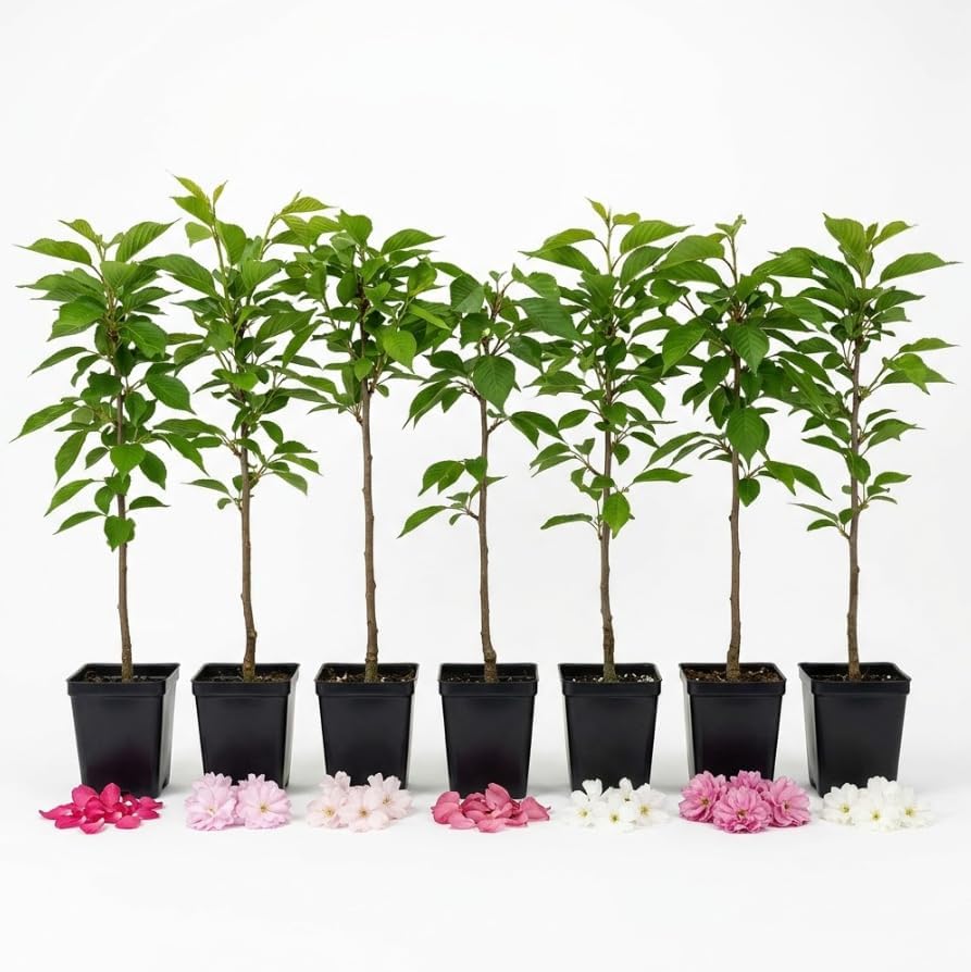 3 Live Flowering Cherry Blossom Trees Assorted Varieties - Random Okame, Double Pink, Yoshino, White Weeping, Snowgoose or Kwanzan Cherry Tree Live Plants 5-12" Tall 3" Pot - Image 7