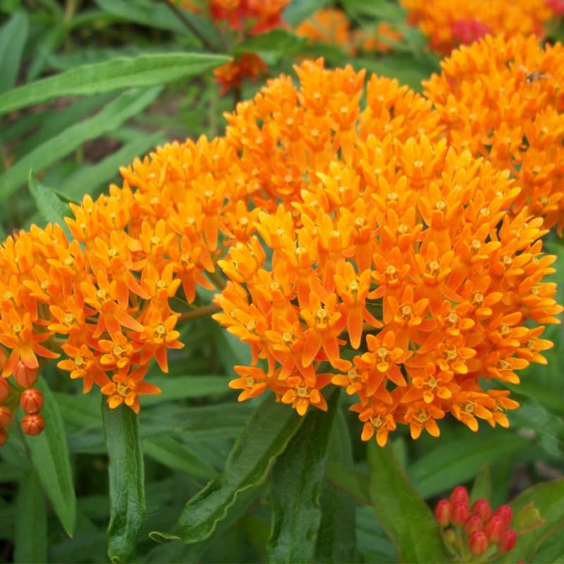 3 Mix Butterfly Milkweed Plants, 4-8" Tall Asclepias Tuberosa Plants - Image 6