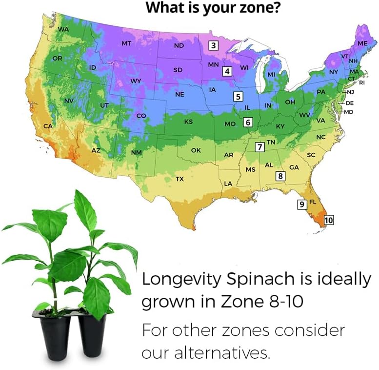 Longevity Spinach Plant (8 Plants) - Image 3