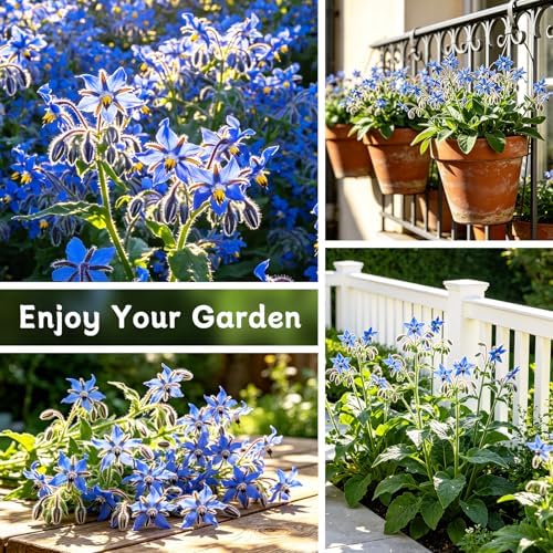 LUOJIBIE Borage Seeds, 2,000+ Blue Borage Seeds for Planting Outdoor & Indoor, Flower Seeds Bulk for Garden, Non-GMO & Heirloom, Easy to Grow - Image 5