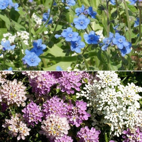 Ferry-Morse North American Bulk Wildflower Seeds, 239,000+, 1 lb - Image 3
