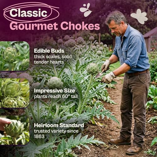 SVI 50 Green Globe Artichoke Seeds (Cynara scolymus) – Globe Artichoke Seed Packets, Artichokes Garden Seed Perennial – Heirloom Vegetable Seeds for Outdoor Garden Raised Beds, Containers - Image 3