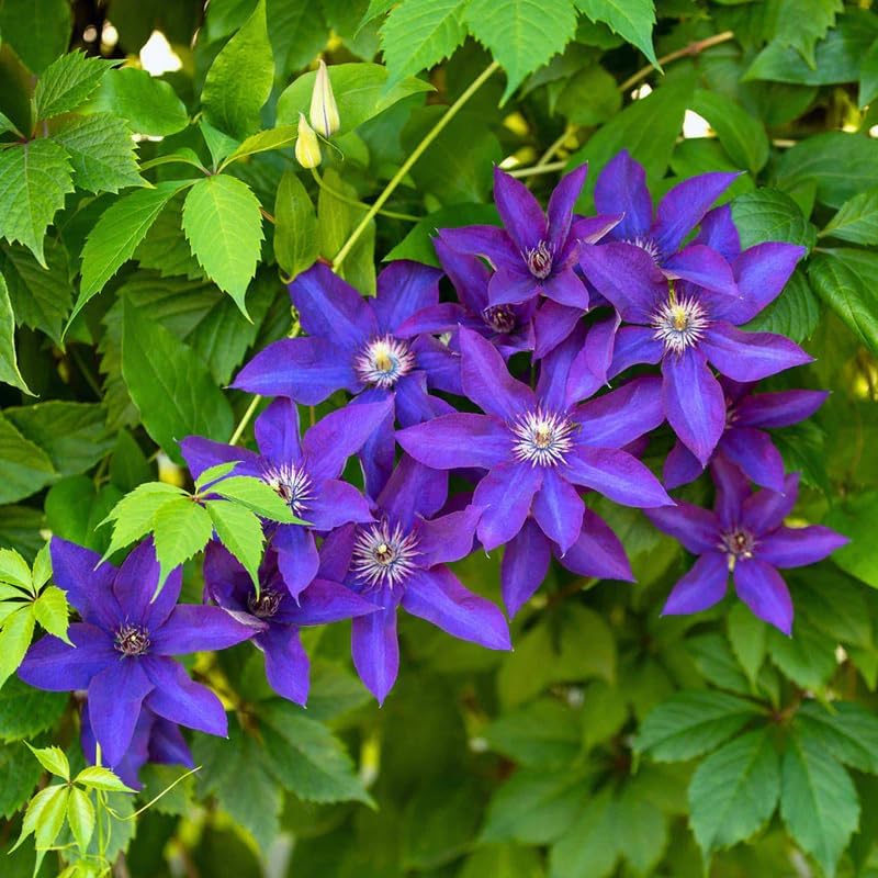 Purple Clematis Live Plant, 2.5" Pot, Fragrant Flowering Vine - Image 6