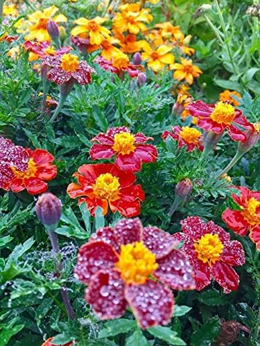 200 Pcs Mixed Marigold Seeds Flower to Plant Bonsai Home Decor - Image 7