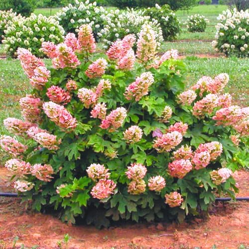 Ruby Hydrangea Live Plant, Flower Bush, 7-12 Inch Tall, 4 Inch Pot - Image 3