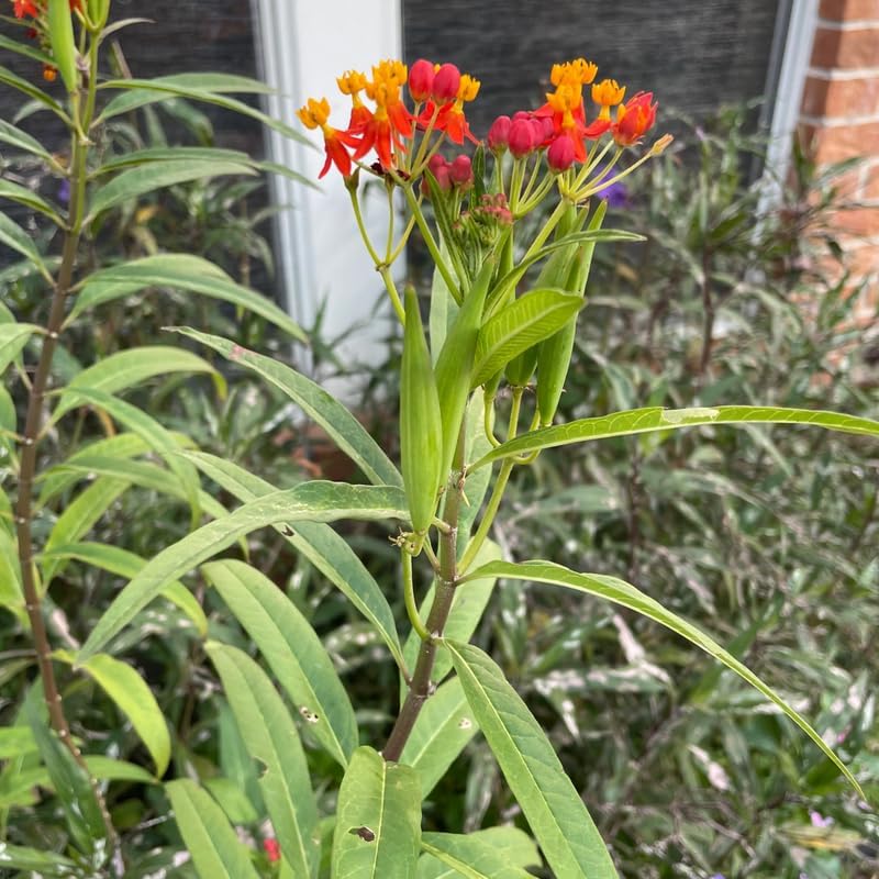 2 Red Milkweed Live Plants, 4–6 Inches Tall, Tropical Flowering Plant - Image 7
