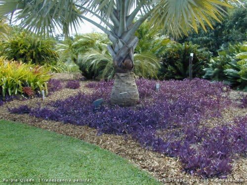 5 Cuttings Purple Heart Wandering Jew - Tradescantia Pallida Purpurea Plant - Image 2