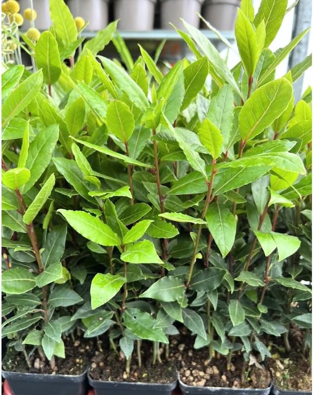 Bay Leaf Laurel Tree Live Plant, 8-10" Sweet Laurus Nobilis Culinary Herb - Image 2